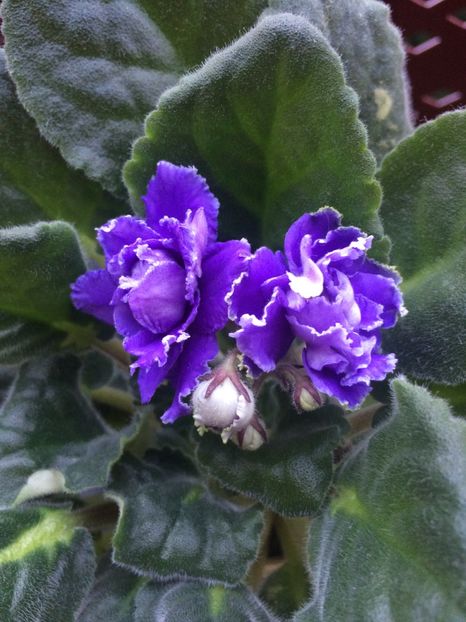 15.10.2017 - RS-Jabo