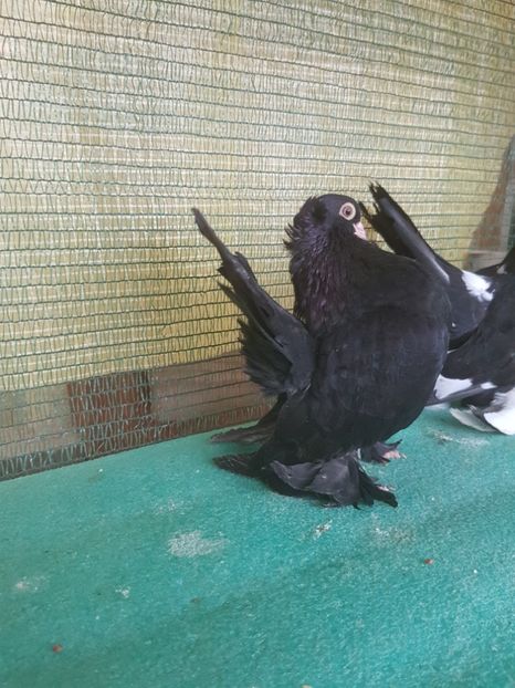 F 7413, 2017 - au fost VANDUTI