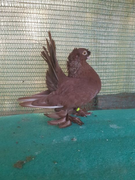 M 6108, 2017 - au fost VANDUTI