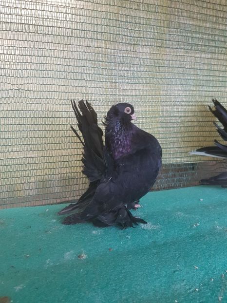 F 7413, 2017 - au fost VANDUTI