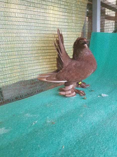 M 6108, 2017 - au fost VANDUTI