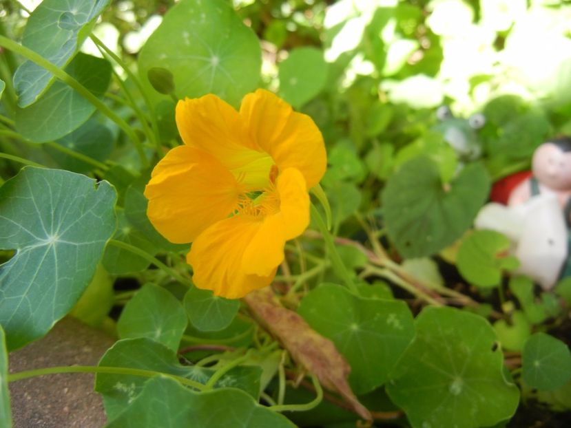 Nasturtium (2017, June 28) - NASTURTIUM Tropaeolum