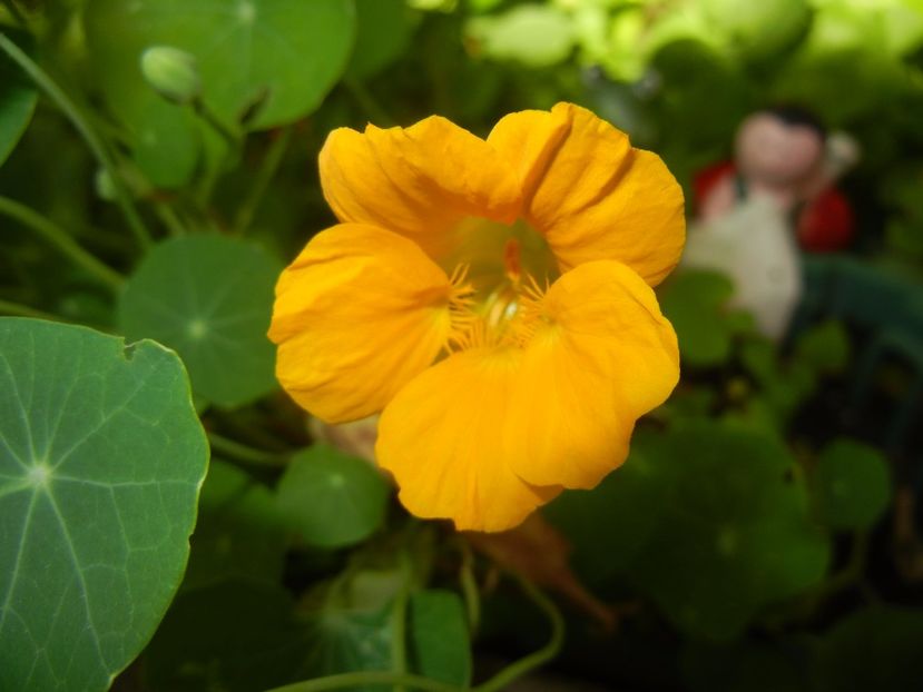 Nasturtium (2017, June 28) - NASTURTIUM Tropaeolum