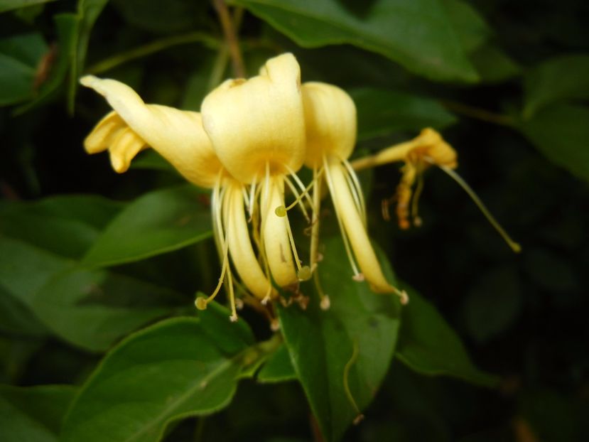 Lonicera japonica (2017, June 15) - LONICERA Japonica