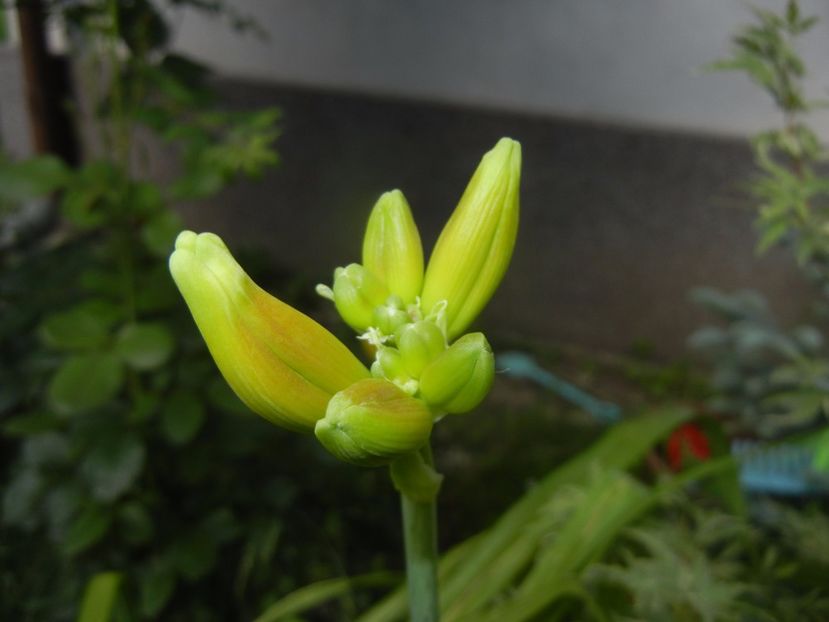 Hemerocallis Red (2017, June 15) - Hemerocallis Red