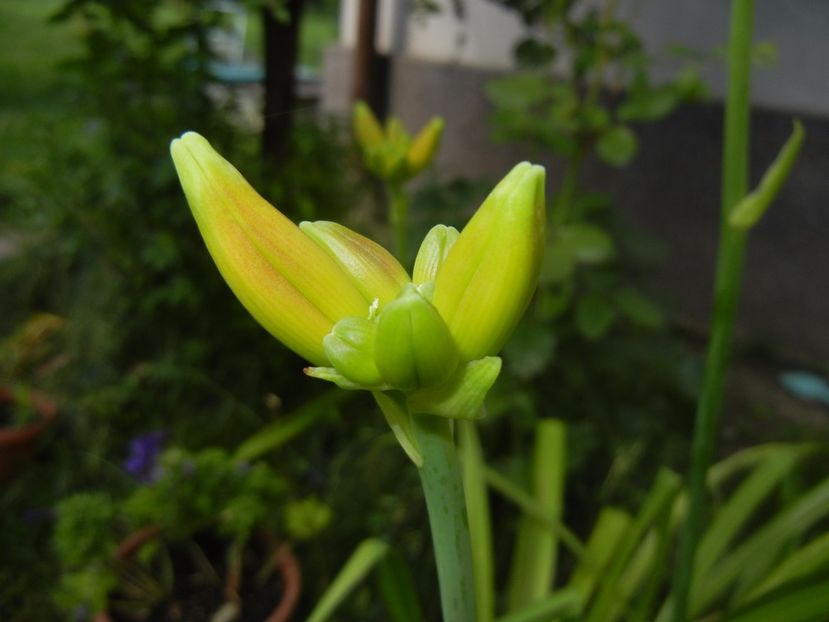 Hemerocallis Red (2017, June 15) - Hemerocallis Red