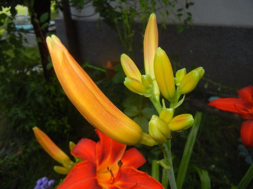 Hemerocallis Red (2017, June 23) - Hemerocallis Red
