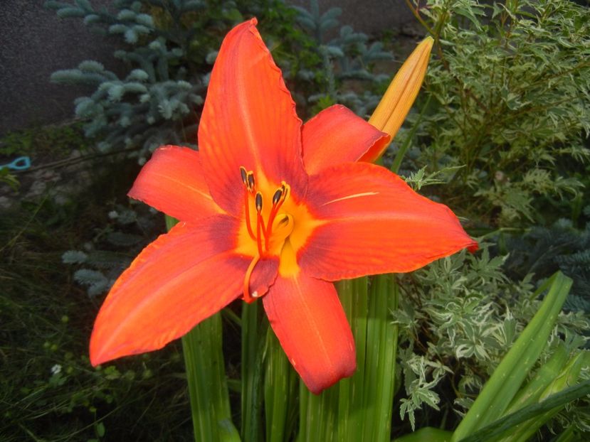 Hemerocallis Red (2017, June 23) - Hemerocallis Red