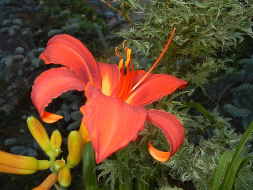 Hemerocallis Red (2017, June 24) - Hemerocallis Red