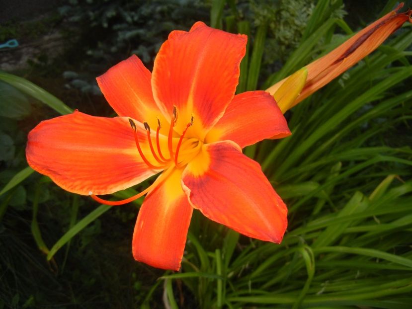 Hemerocallis Red (2017, June 24) - Hemerocallis Red