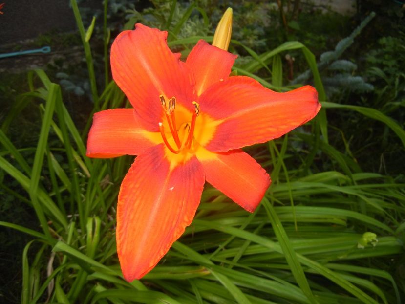Hemerocallis Red (2017, June 24) - Hemerocallis Red