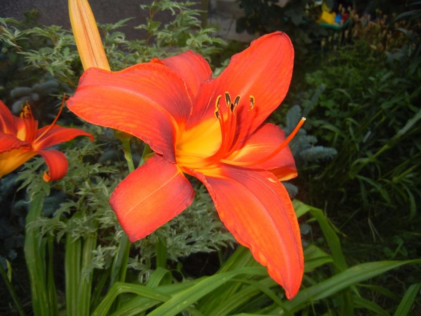Hemerocallis Red (2017, June 24) - Hemerocallis Red