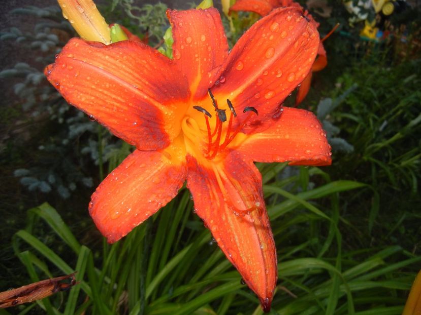 Hemerocallis Red (2017, June 24) - Hemerocallis Red