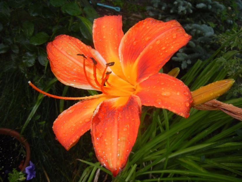 Hemerocallis Red (2017, June 24) - Hemerocallis Red
