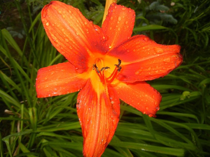 Hemerocallis Red (2017, June 24) - Hemerocallis Red