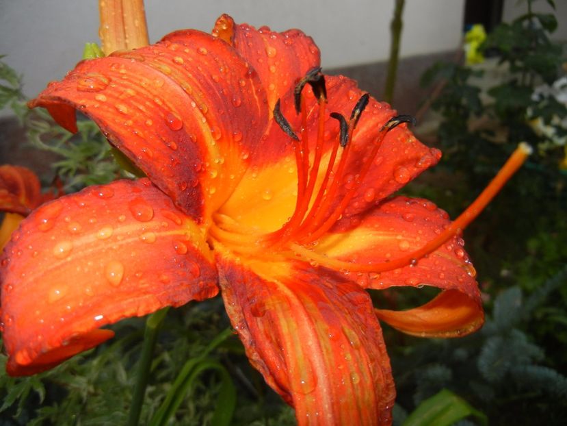 Hemerocallis Red (2017, June 24) - Hemerocallis Red