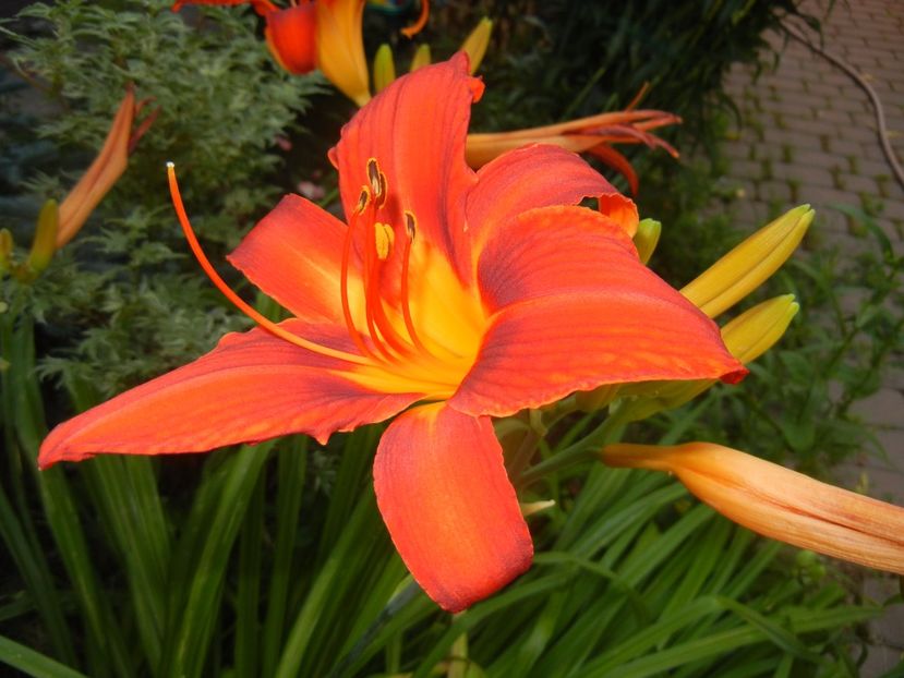 Hemerocallis Red (2017, June 25) - Hemerocallis Red