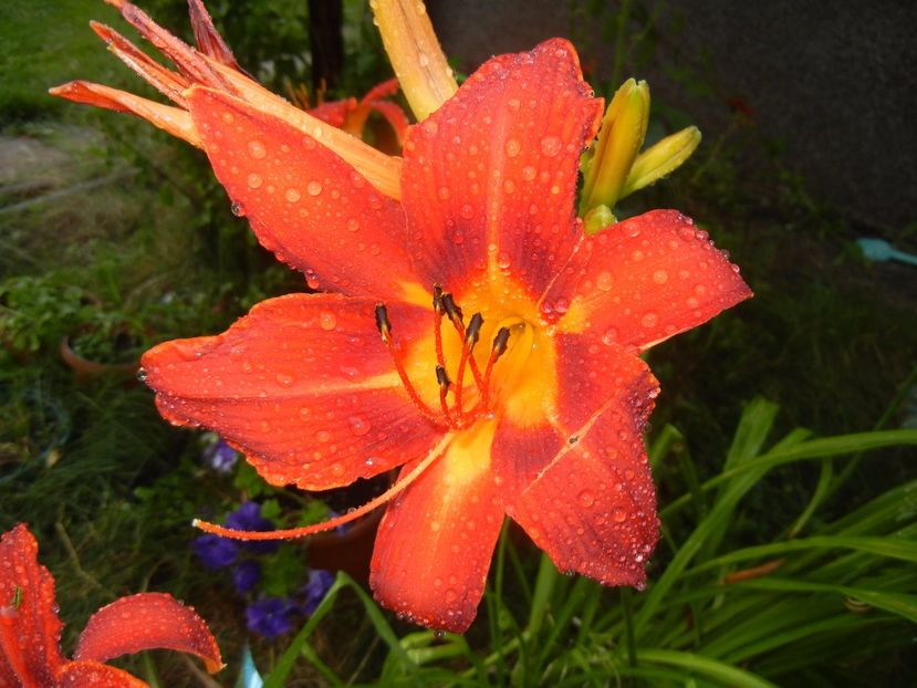 Hemerocallis Red (2017, June 28) - Hemerocallis Red