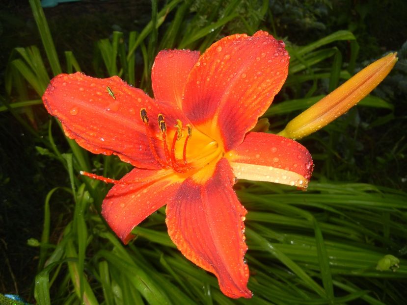 Hemerocallis Red (2017, June 28) - Hemerocallis Red