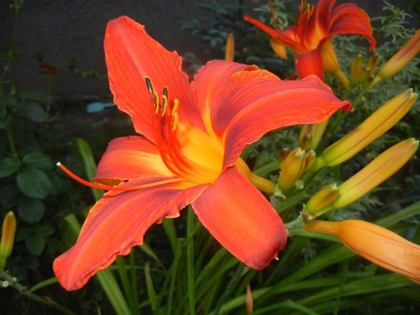 Hemerocallis Red (2017, June 29) - Hemerocallis Red