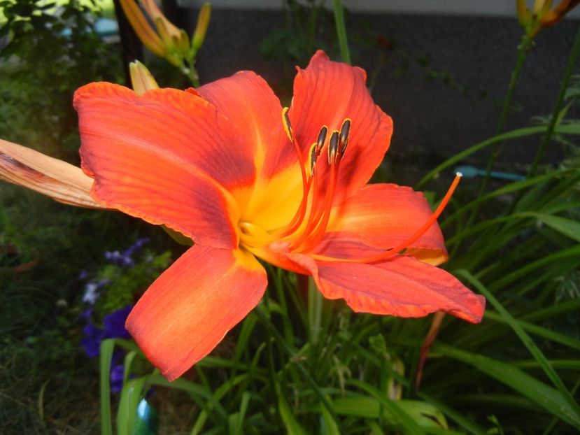 Hemerocallis Red (2017, June 29) - Hemerocallis Red