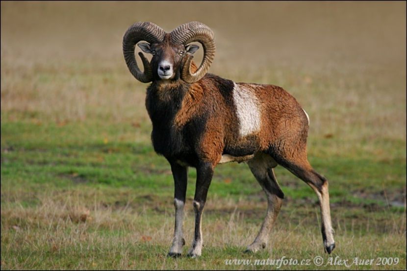 mouflon-xxximg_7140mw - Animale in lume