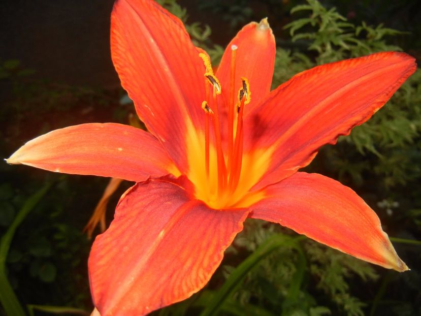 Hemerocallis Red (2017, July 04) - Hemerocallis Red