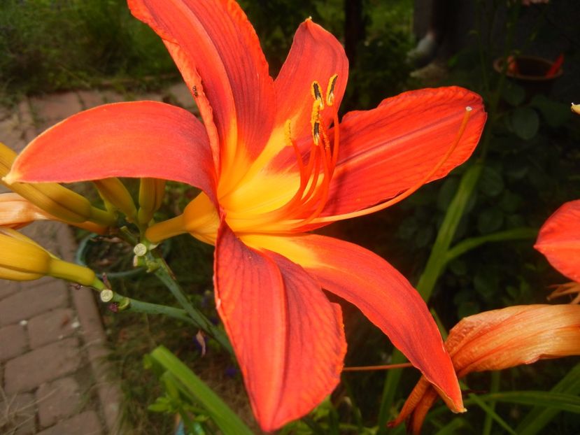 Hemerocallis Red (2017, July 04) - Hemerocallis Red
