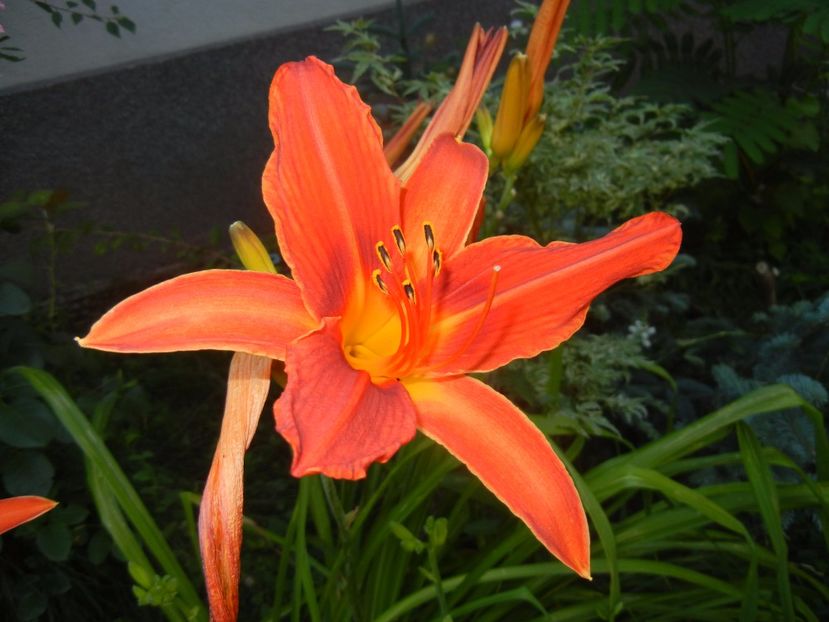 Hemerocallis Red (2017, July 05) - Hemerocallis Red