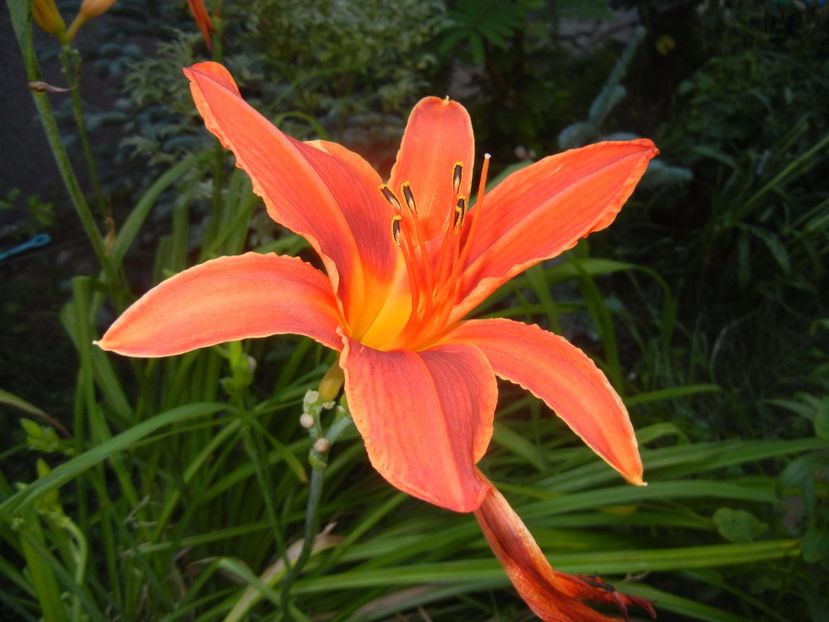 Hemerocallis Red (2017, July 05) - Hemerocallis Red