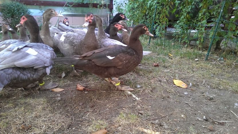  - Bomboane asortate 2017