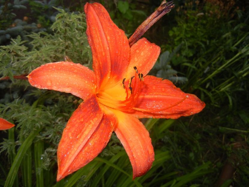 Hemerocallis Red (2017, July 06) - Hemerocallis Red