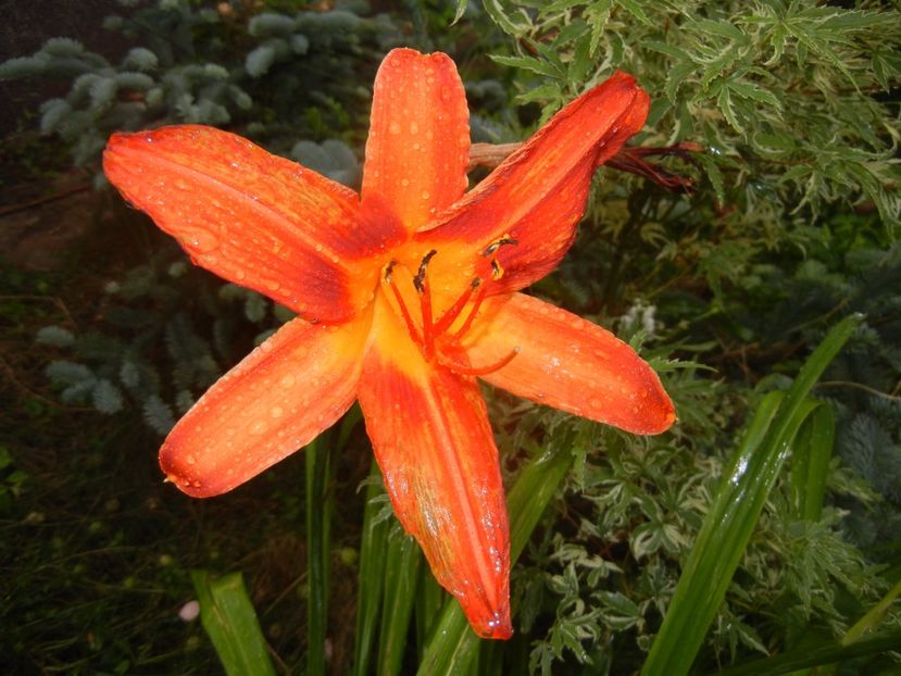 Hemerocallis Red (2017, July 06) - Hemerocallis Red