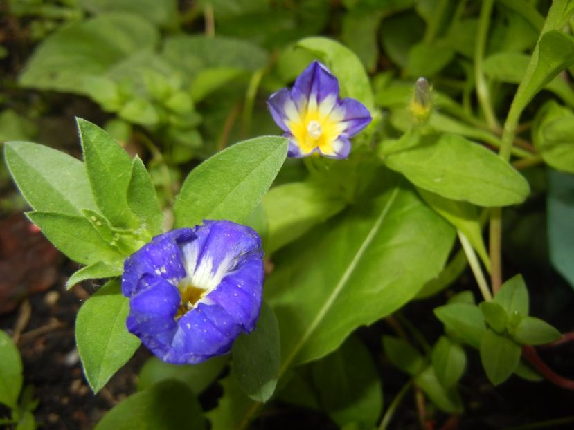 Dwarf Morning Glory (2017, June 28) - ZORELE Pitice_Convolvulus