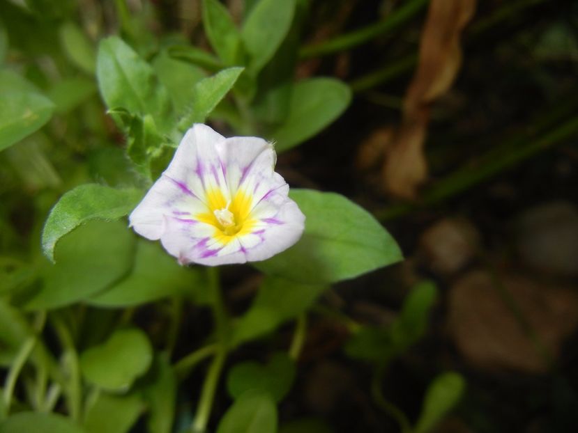 Dwarf Morning Glory (2017, June 28) - ZORELE Pitice_Convolvulus