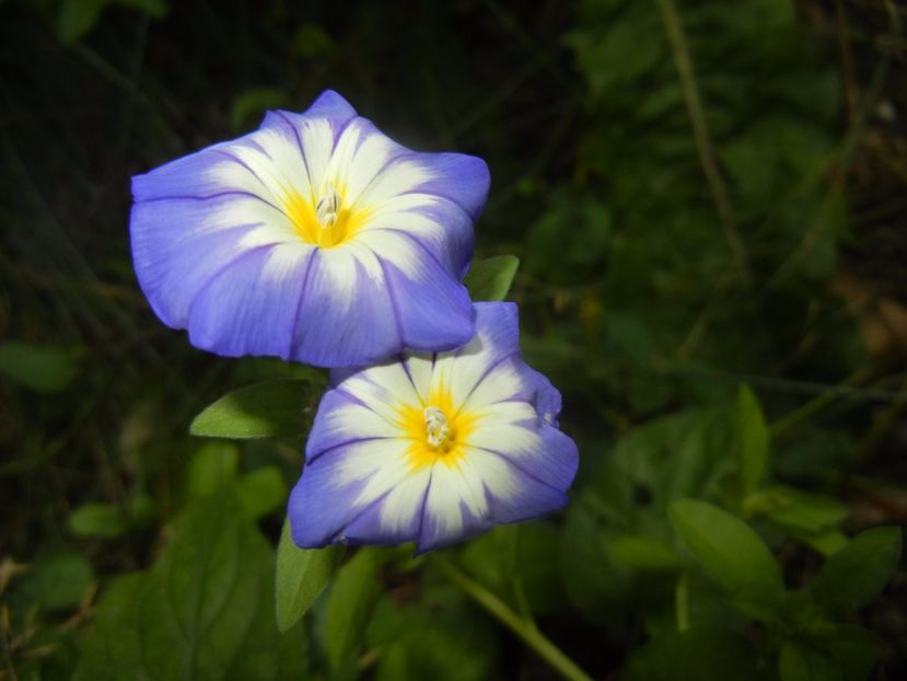 Dwarf Morning Glory (2017, June 29) - ZORELE Pitice_Convolvulus