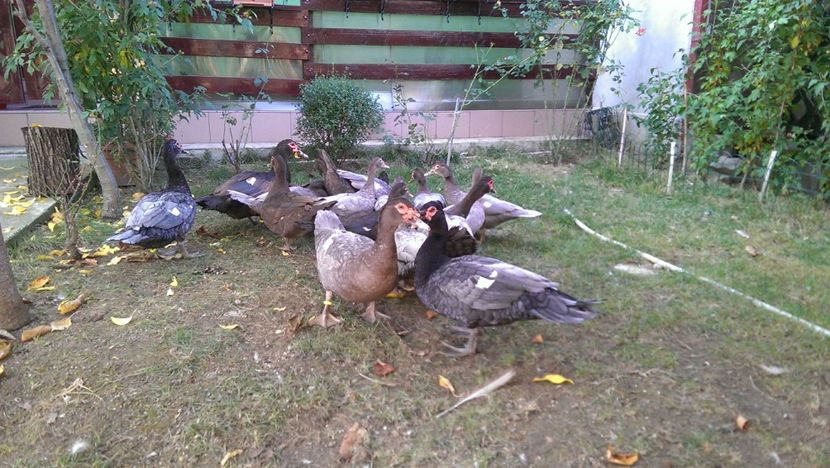  - Bomboane asortate 2017