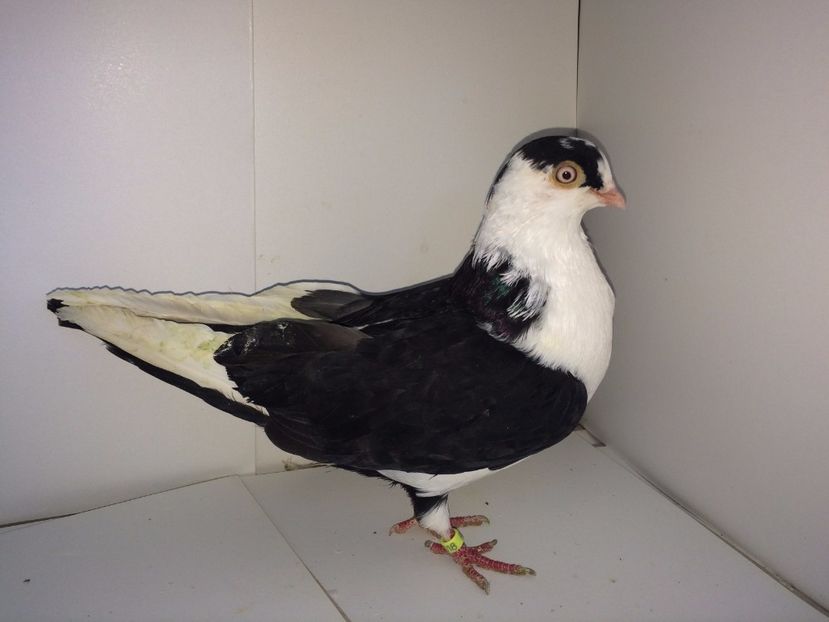 2018  mascul  2017_1 - tineret 2017