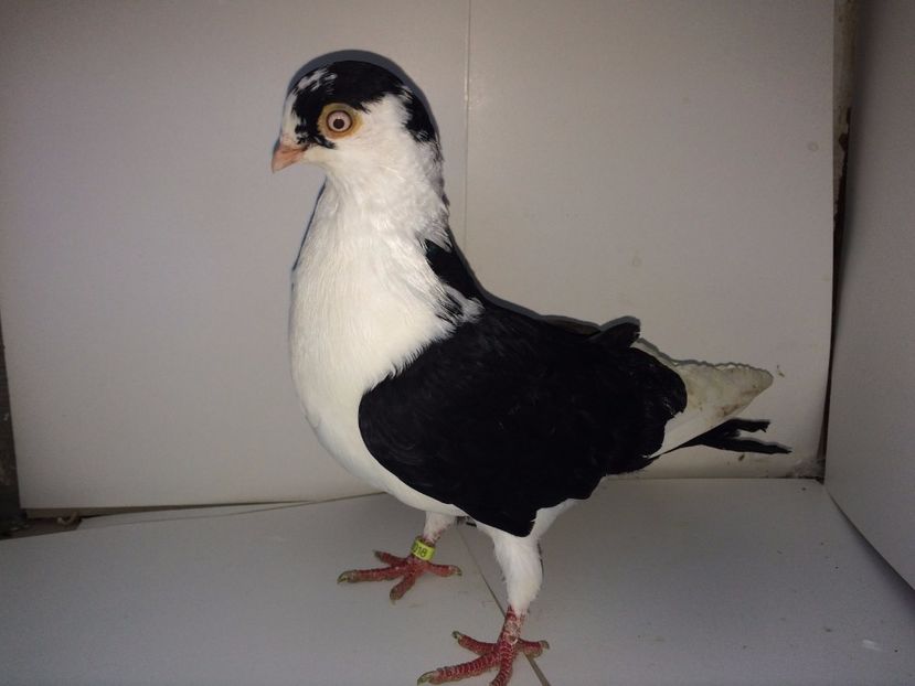 2018  mascul  2017_2 - tineret 2017