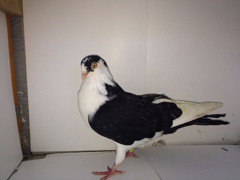 2018  mascul  2017_3 - tineret 2017