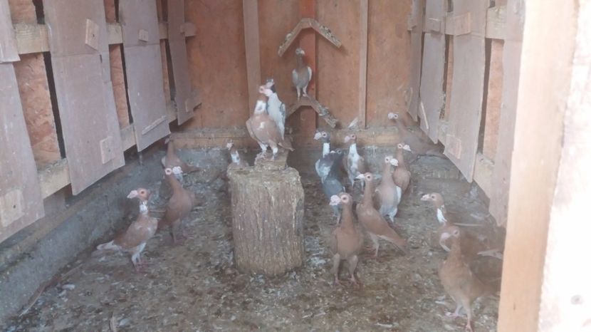  - PORUMBEI 2017 DE VANZARE !