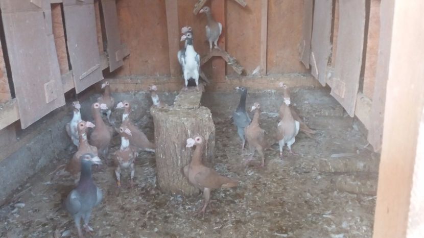  - PORUMBEI 2017 DE VANZARE !