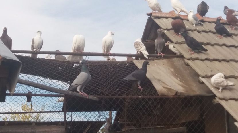  - PORUMBEI 2017 DE VANZARE !