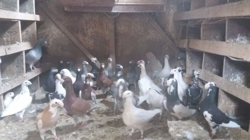  - PORUMBEI 2017 DE VANZARE !