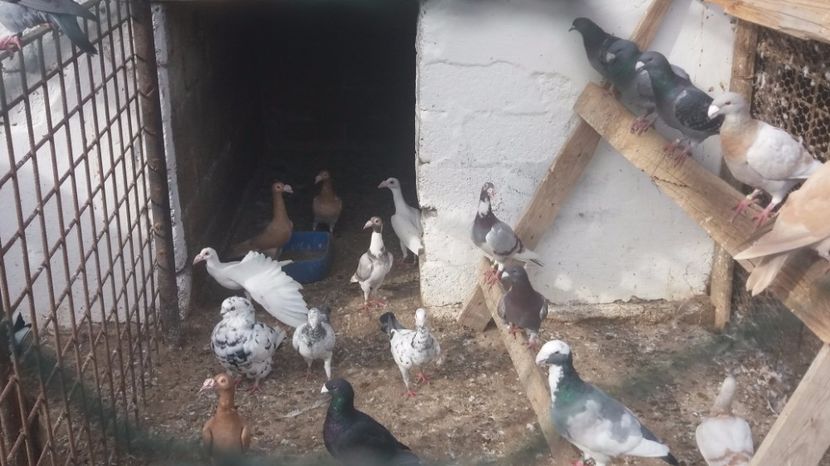  - PORUMBEI 2017 DE VANZARE !