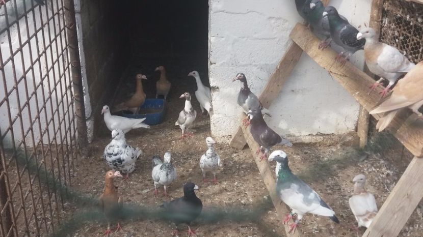  - PORUMBEI 2017 DE VANZARE !