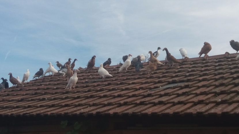  - PORUMBEI 2017 DE VANZARE !