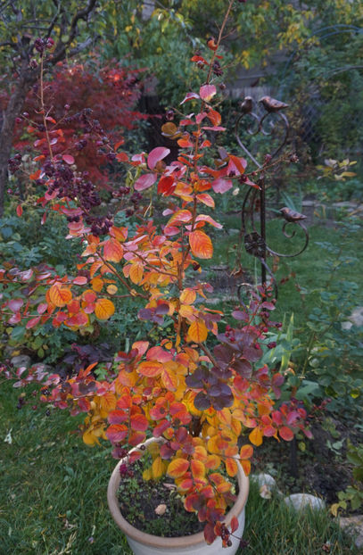  - Lagerstroemia indica