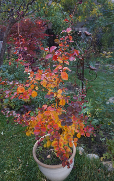  - Lagerstroemia indica