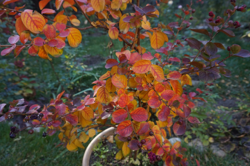  - Lagerstroemia indica